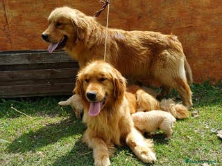 Golden Retriever cani Golden Retriver Americani 100% - Pedigree Enci - Annuncio 10