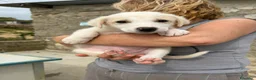 Meticcio cani in regalo: RUBEN, MAX, JANE E TOBY - Annuncio 4
