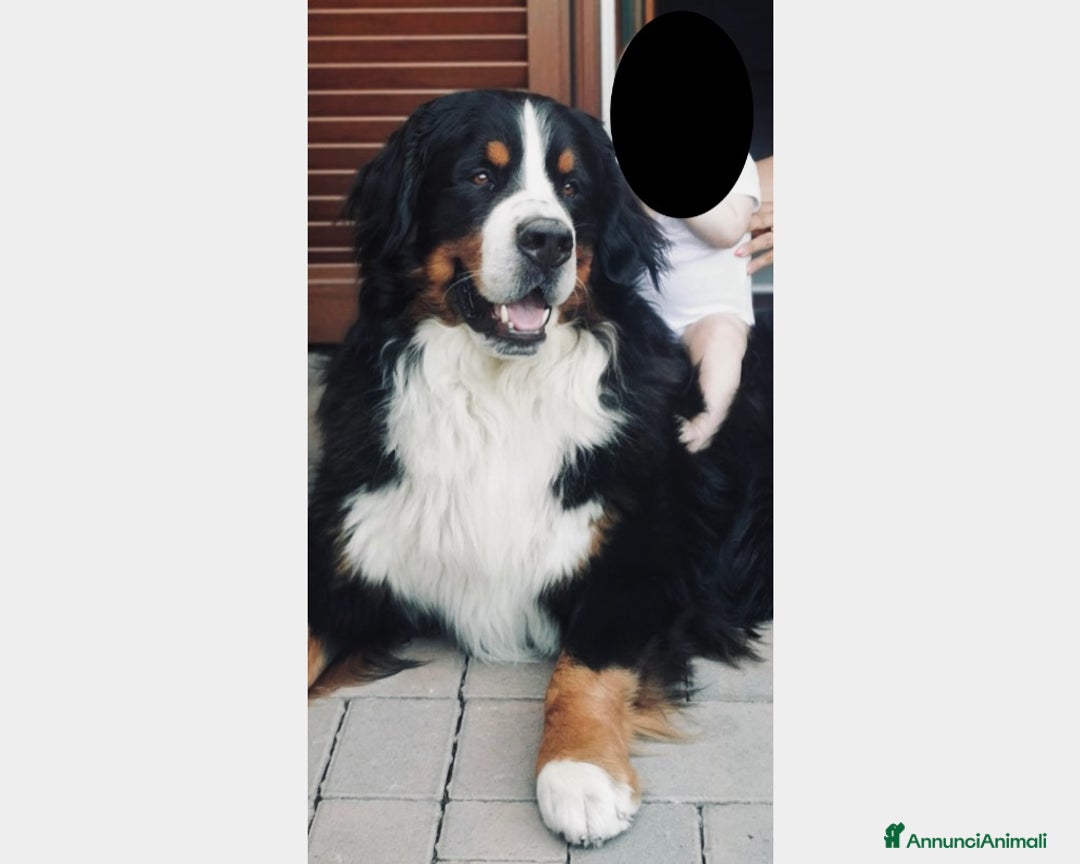 Bovaro del Bernese cani per accoppiamento: BOVARO DEL BERNESE CERCA FIDANZATA a Città Metropolitana di Torino - Immagine 4