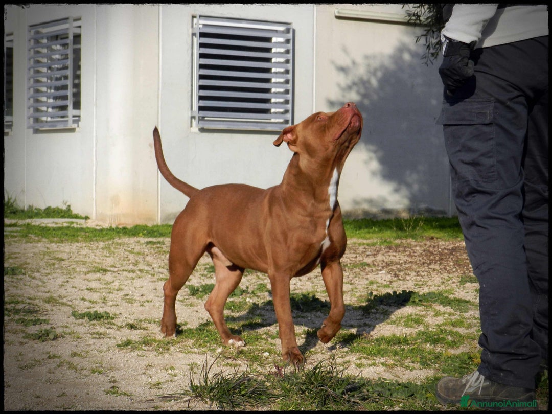 Pitbull cani in regalo: Pasha pit superbravo a Città metropolitana di Milano - Immagine 6
