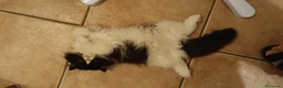 Persiano gatti in vendita: Cuccioli di persiano alta genealogia con pedigree a Provincia di Pavia - Annuncio 5