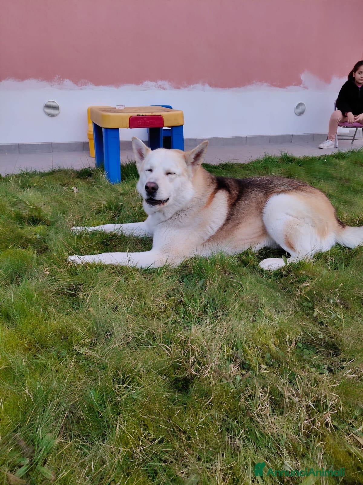 Meticcio cani CERCA UNA NUOVA FAMIGLIA  - Annuncio 38