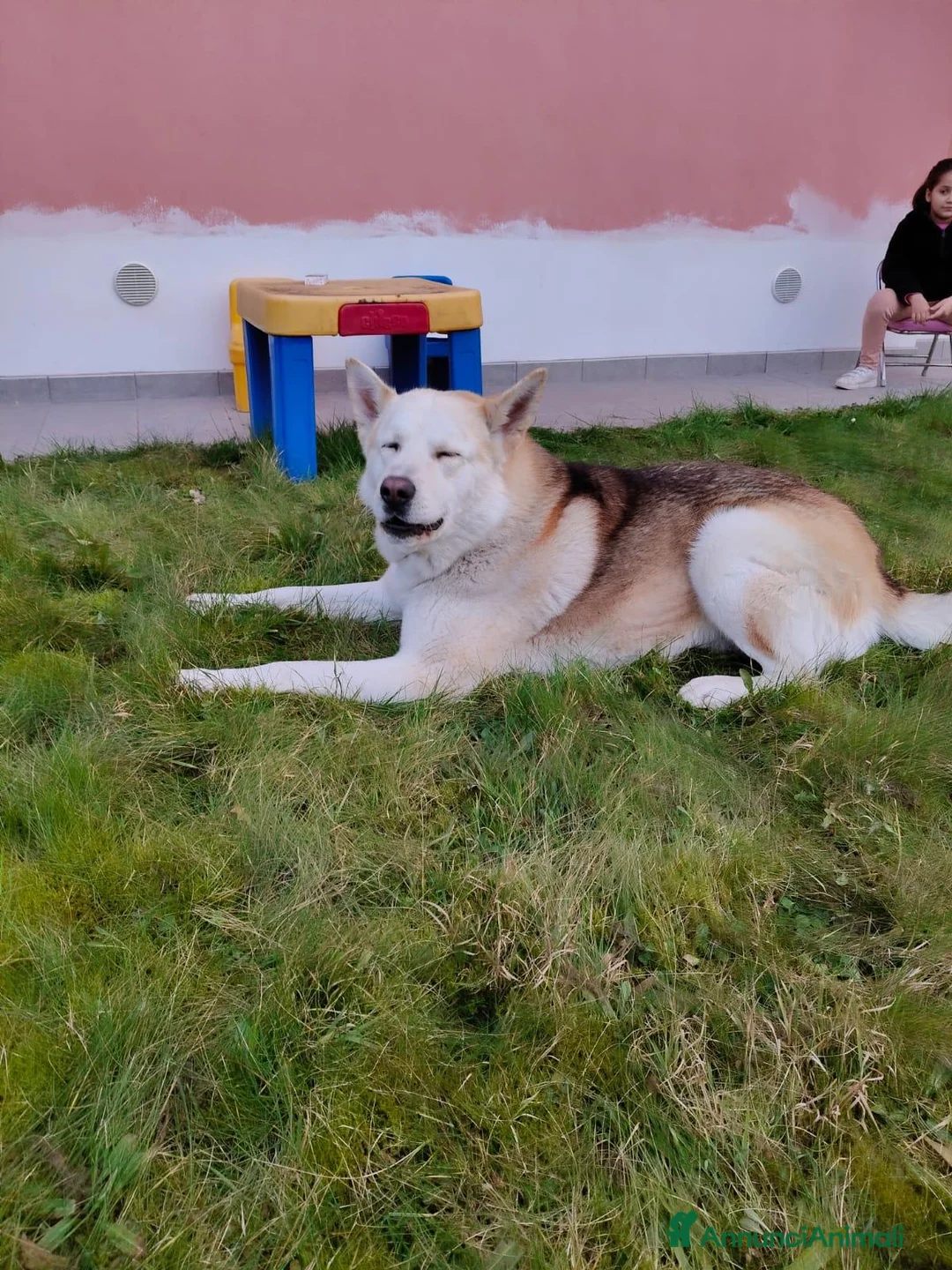 Meticcio cani in regalo: CERCA UNA NUOVA FAMIGLIA  a Ente di decentramento regionale di Udine - Annuncio 1
