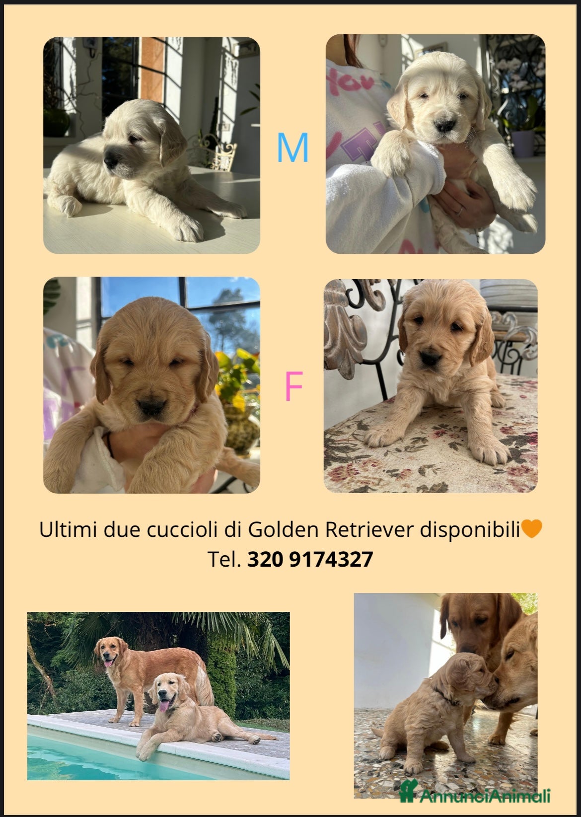 Golden Retriever cani Ultimi due cuccioli di Golden Retriever  a Provincia di Varese - Annuncio 2