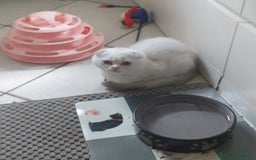 Scottish gatti in vendita: Cucciola Fold  a Bagnacavallo - Immagine 9