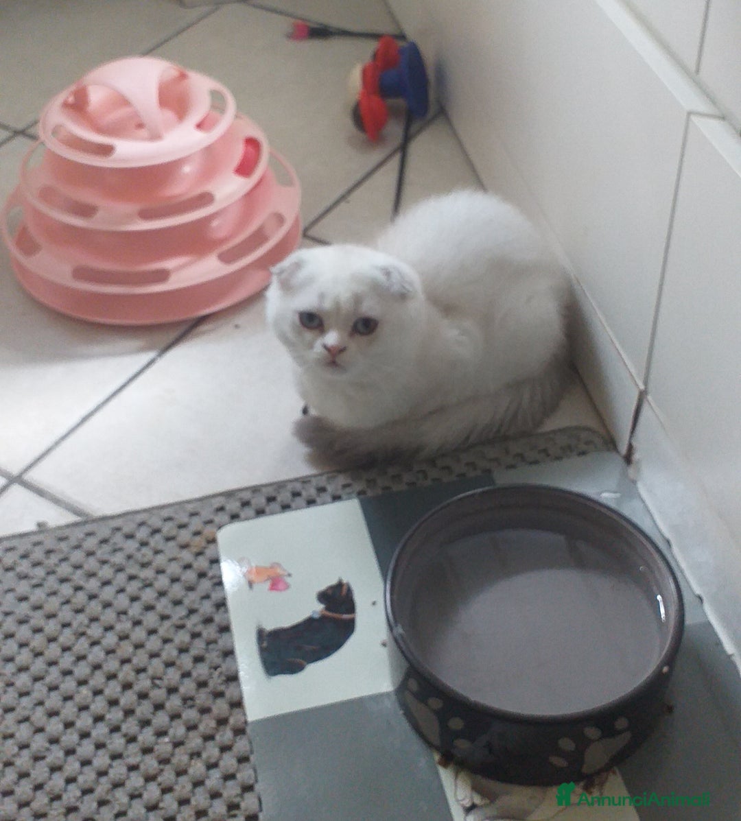 Scottish gatti in vendita: Cucciola Fold  a Bagnacavallo - Immagine 9