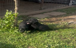 Labrador cani in vendita: Ultimi cuccioli di Labrador  a Provincia di Bergamo - Immagine 17