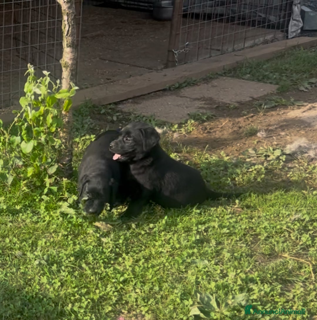 Labrador cani in vendita: Ultimi cuccioli di Labrador  a Provincia di Bergamo - Immagine 17