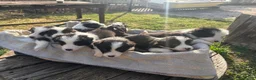 Border Collie cani in vendita: Cucciolo di Border collie maschio - Annuncio 5