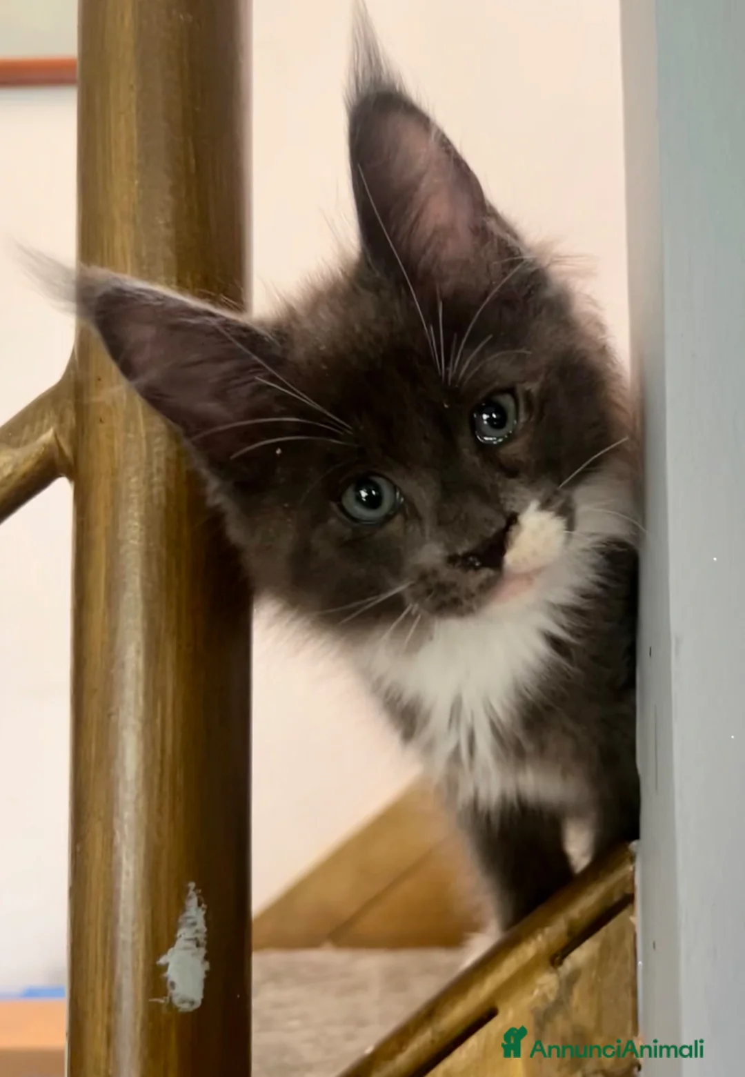 Maine Coon gatti in vendita: Cuccioli di Maine Coon - Annuncio 1