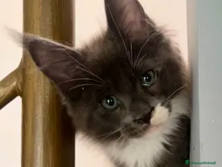Maine Coon gatti in vendita: Cuccioli di Maine Coon - Annuncio 1