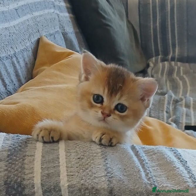 Scottish gatti Gattina Scottish Straight  - Annuncio 14