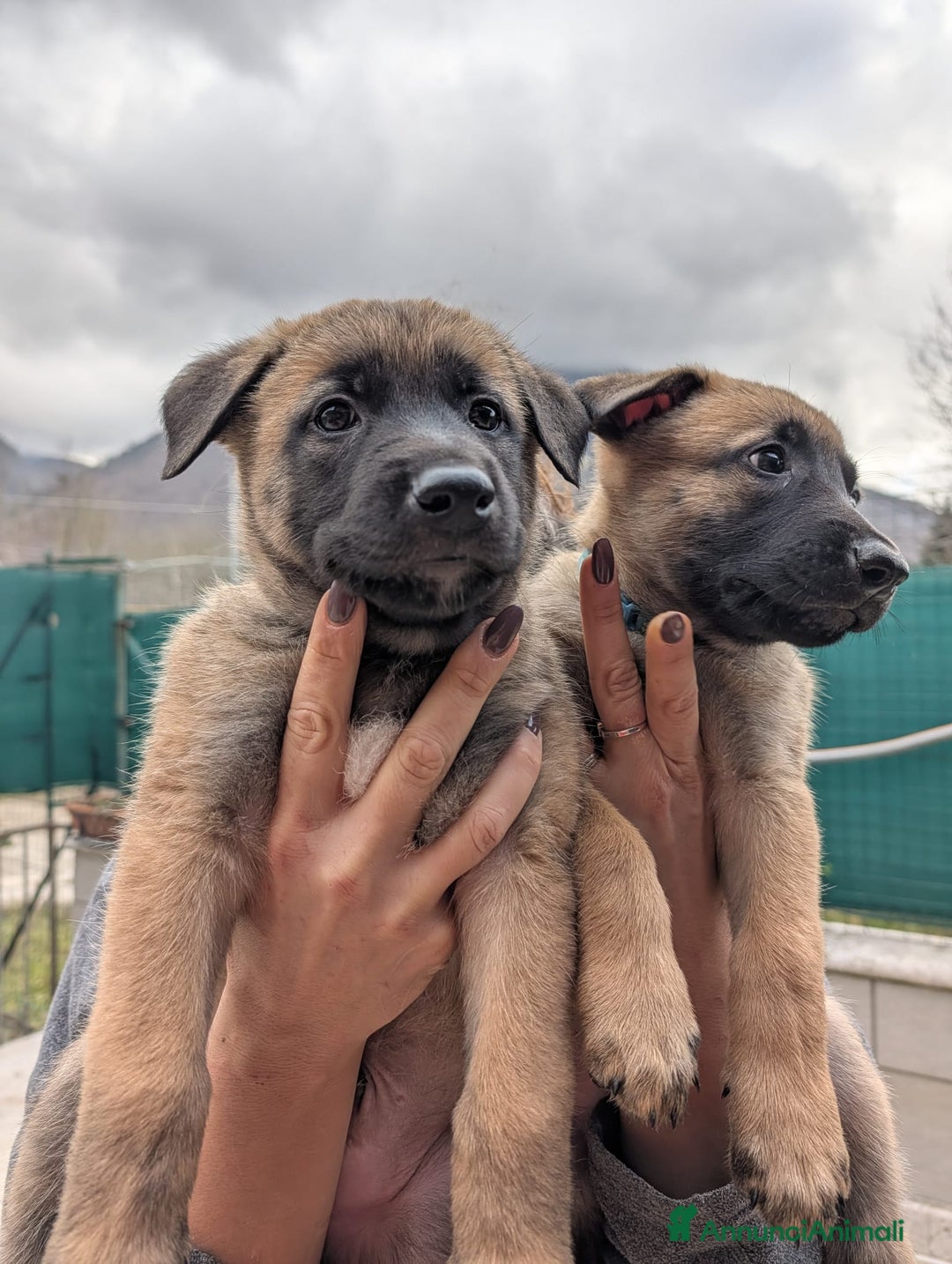 Pastore Belga cani in vendita: Cuccioli pastore belga Malinois  - Annuncio 4