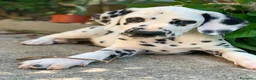 Dalmata cani in vendita: CUCCIOLI DALMATA con PEDIGREE Veneto - Annuncio 6