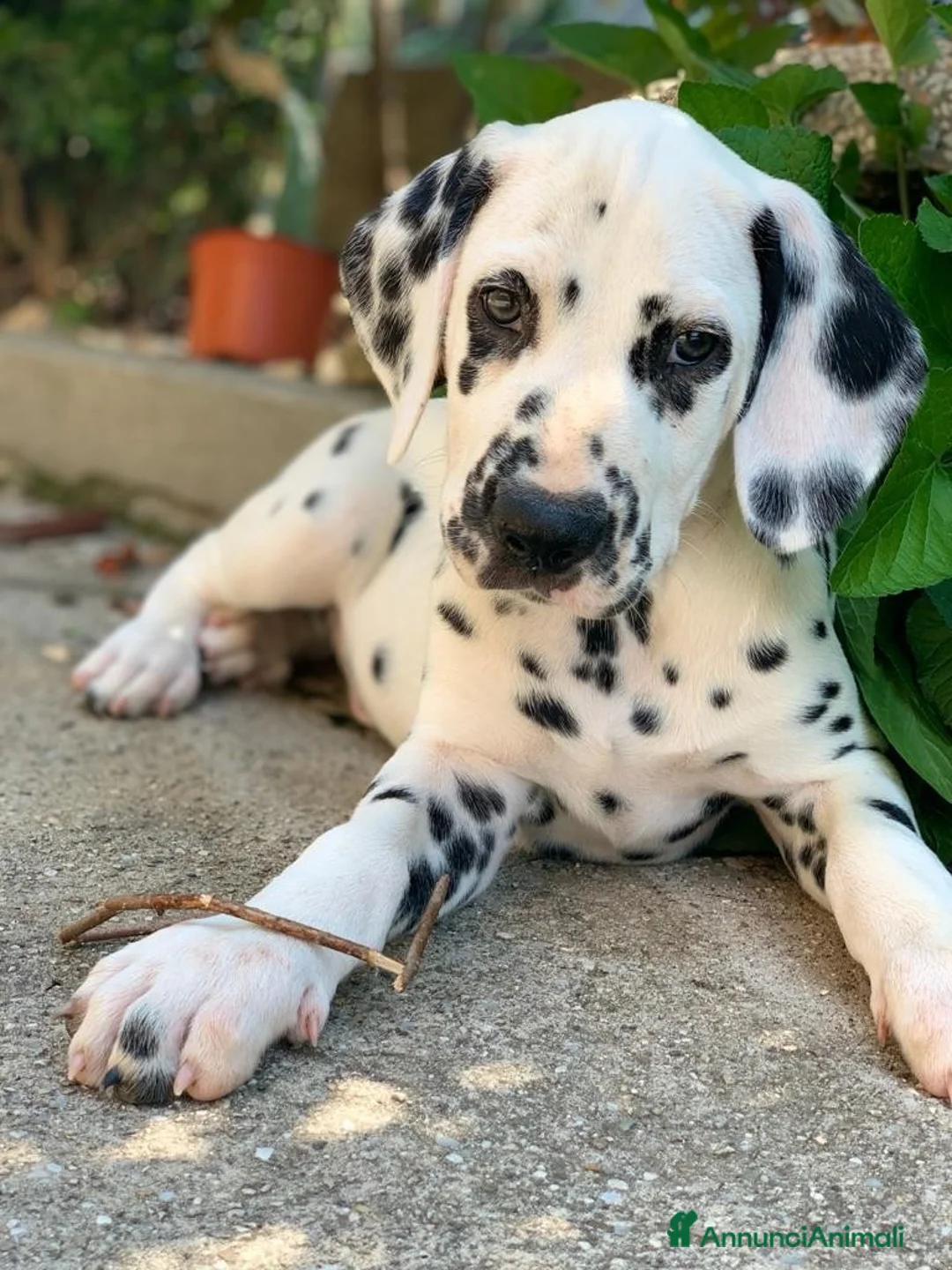 Dalmata cani in vendita: CUCCIOLI DALMATA con PEDIGREE Veneto - Annuncio 6