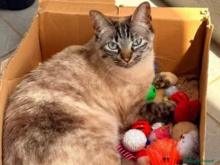 Europeo gatti Mia dolce micia dagli occhi celesti - Annuncio 1