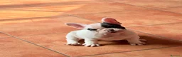 Bulldog Francese cani in vendita: Bulldog francese ultima cucciola  - Annuncio 4