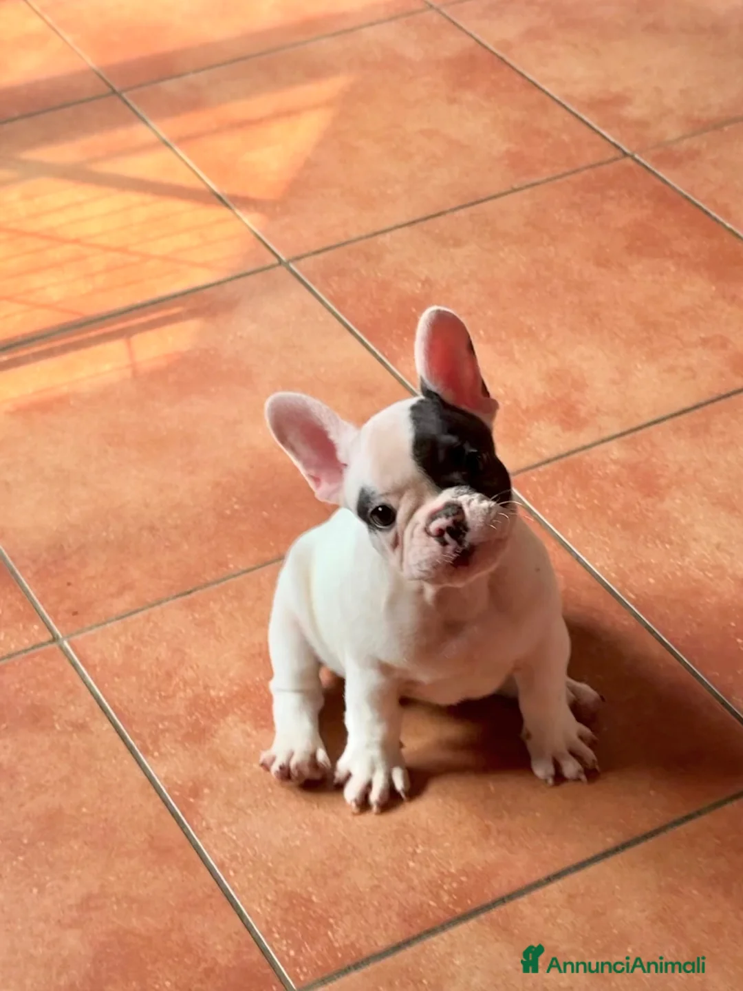Bulldog Francese cani in vendita: Bulldog francese ultima cucciola  - Annuncio 4