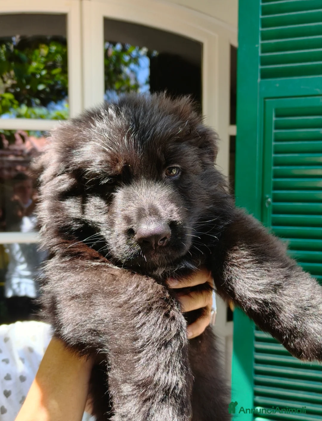Pastore Tedesco cani in vendita: Pastore Tedesco Pelo Lungo - Annuncio 1