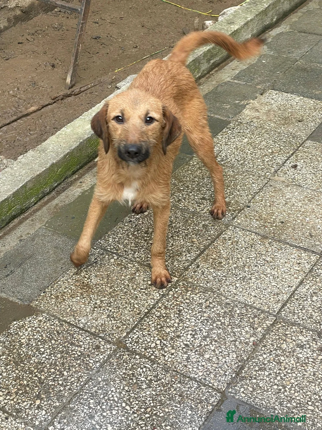 Meticcio cani in regalo: Ambra cucciola tenerissima - Annuncio 4