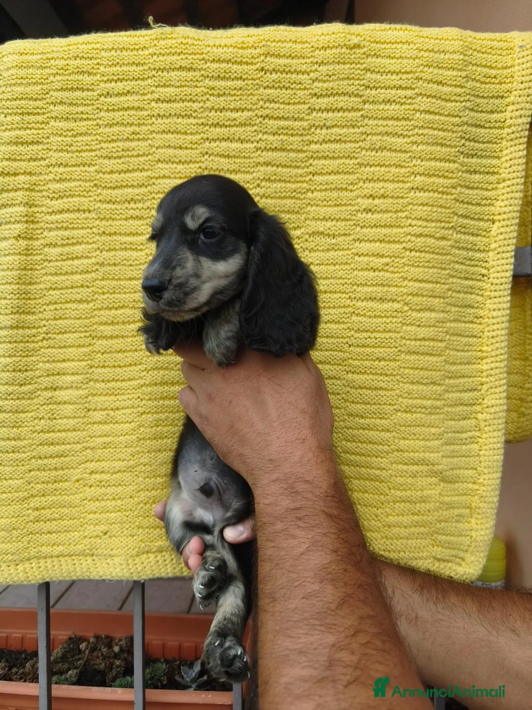 Bassotto Nano cani in vendita: Bassotto - Annuncio 2