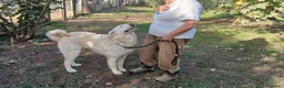 Meticcio cani in regalo: IL DOLCISSIMO OSVALDO CERCA LA SUA FAMIGLIA - Annuncio 4