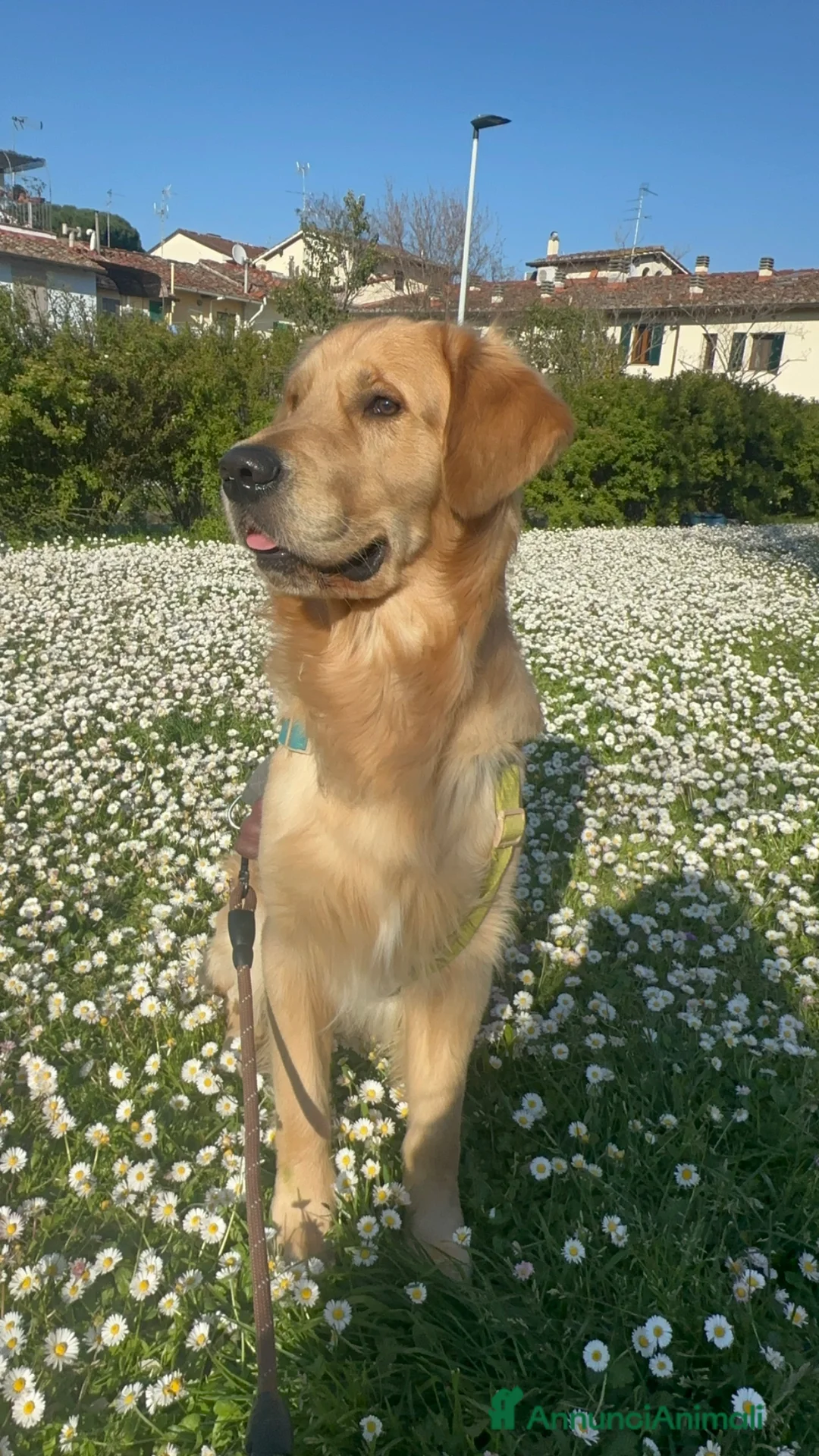 Golden Retriever cani per accoppiamento: Golden Retriever maschio per monta  a Città Metropolitana di Firenze - Annuncio 2