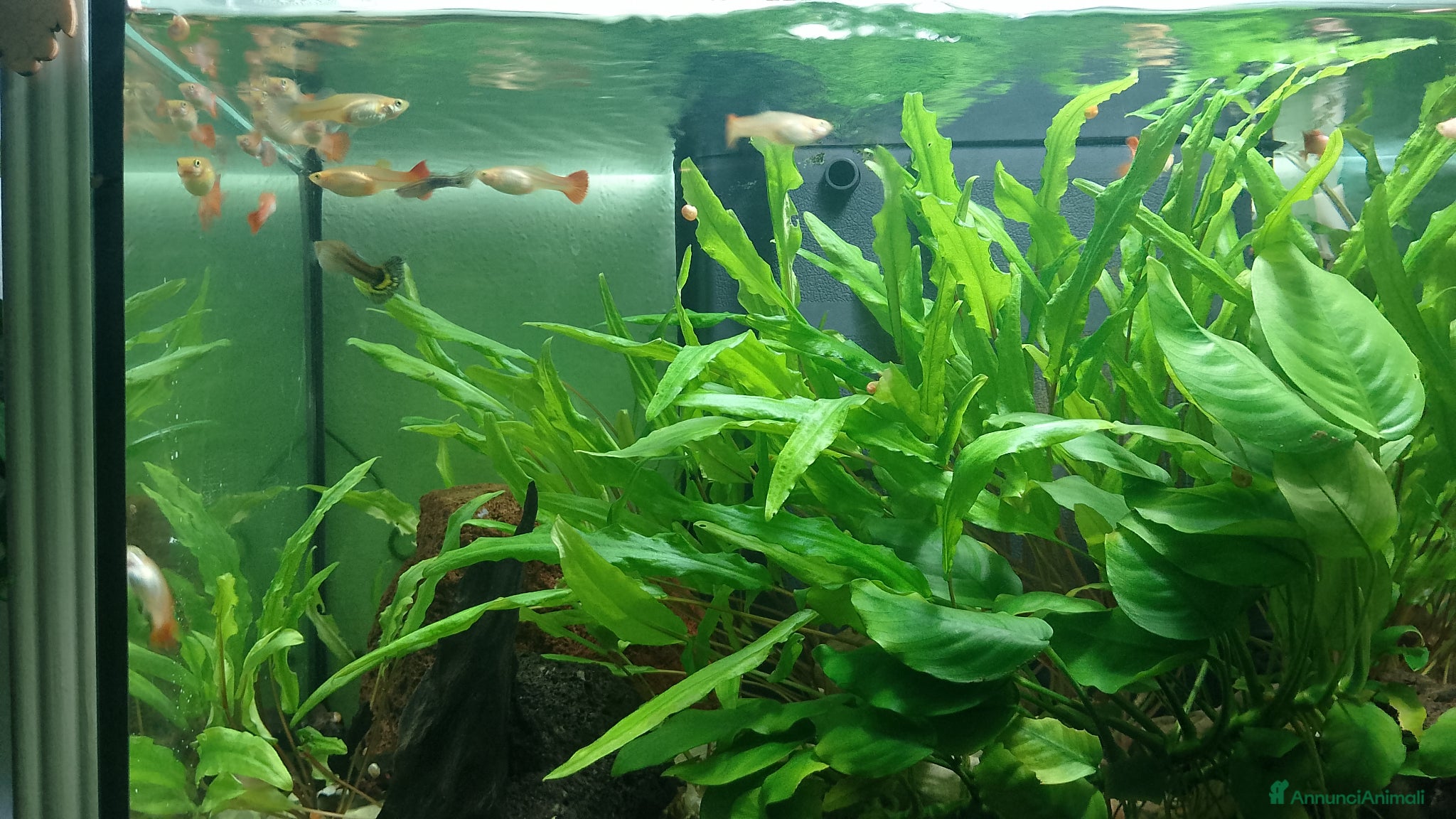 Meticcio gatti Pesci Guppy 10 euro 5 pesci - Annuncio 21