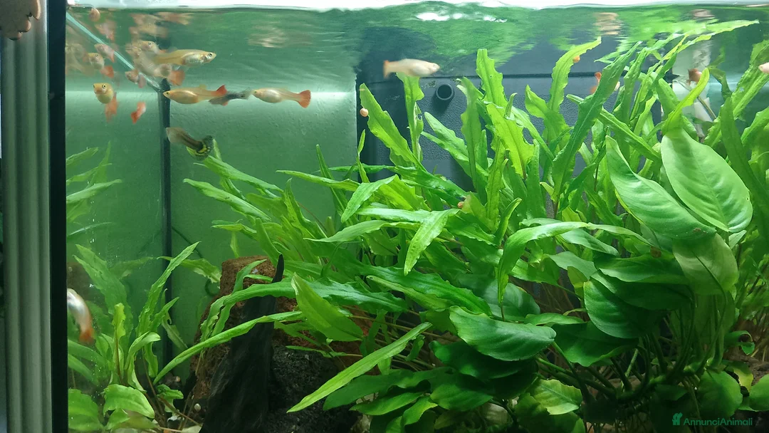 Meticcio gatti in vendita: Pesci Guppy 10 euro 5 pesci - Annuncio 1