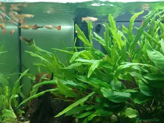 Meticcio gatti Pesci Guppy 10 euro 5 pesci - Annuncio 21