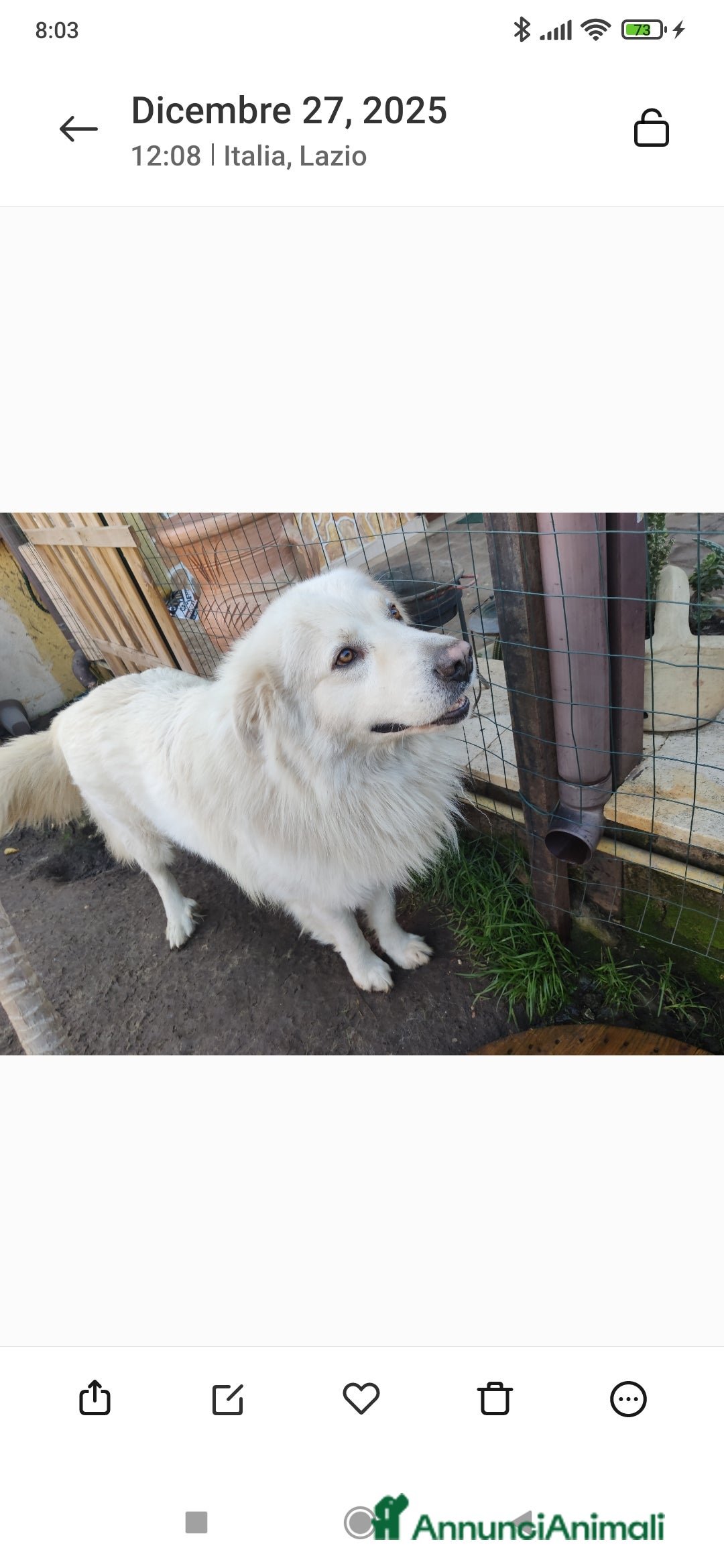 Pastore Maremmano cani in regalo: Pastore maremmano  - Annuncio 1