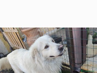 Pastore Maremmano cani Pastore maremmano - Annuncio 3