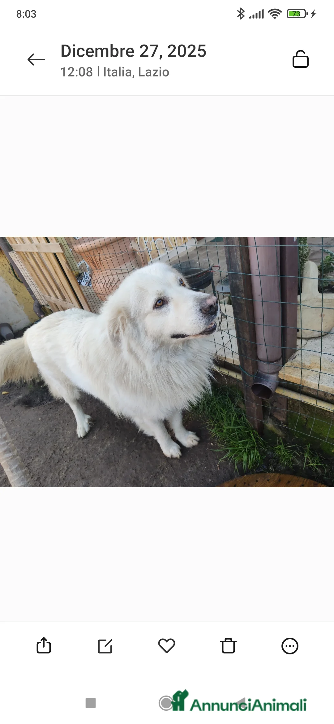 Pastore Maremmano cani in regalo: Pastore maremmano  - Annuncio 1