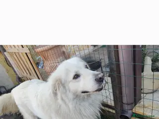 Pastore Maremmano cani Pastore maremmano - Annuncio 15