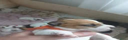 Jack Russell cani in vendita: Cuccioli maschi jack russell a Città Metropolitana di Genova - Annuncio 5