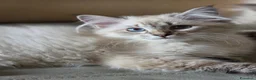 Siberiano gatti in vendita: Cuccioli di siberiano neva masquerade  - Annuncio 4