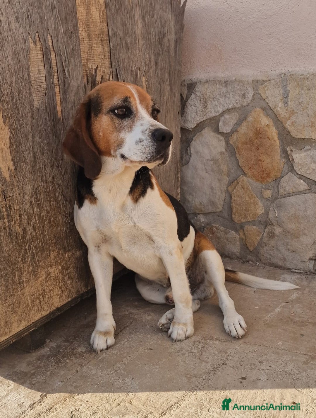 Beagle cani in regalo: LORD un beagle strepitoso a Pomezia - Immagine 4