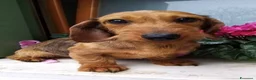 Bassotto cani in vendita: Bassotto pelo duro figlia secca  - Annuncio 8