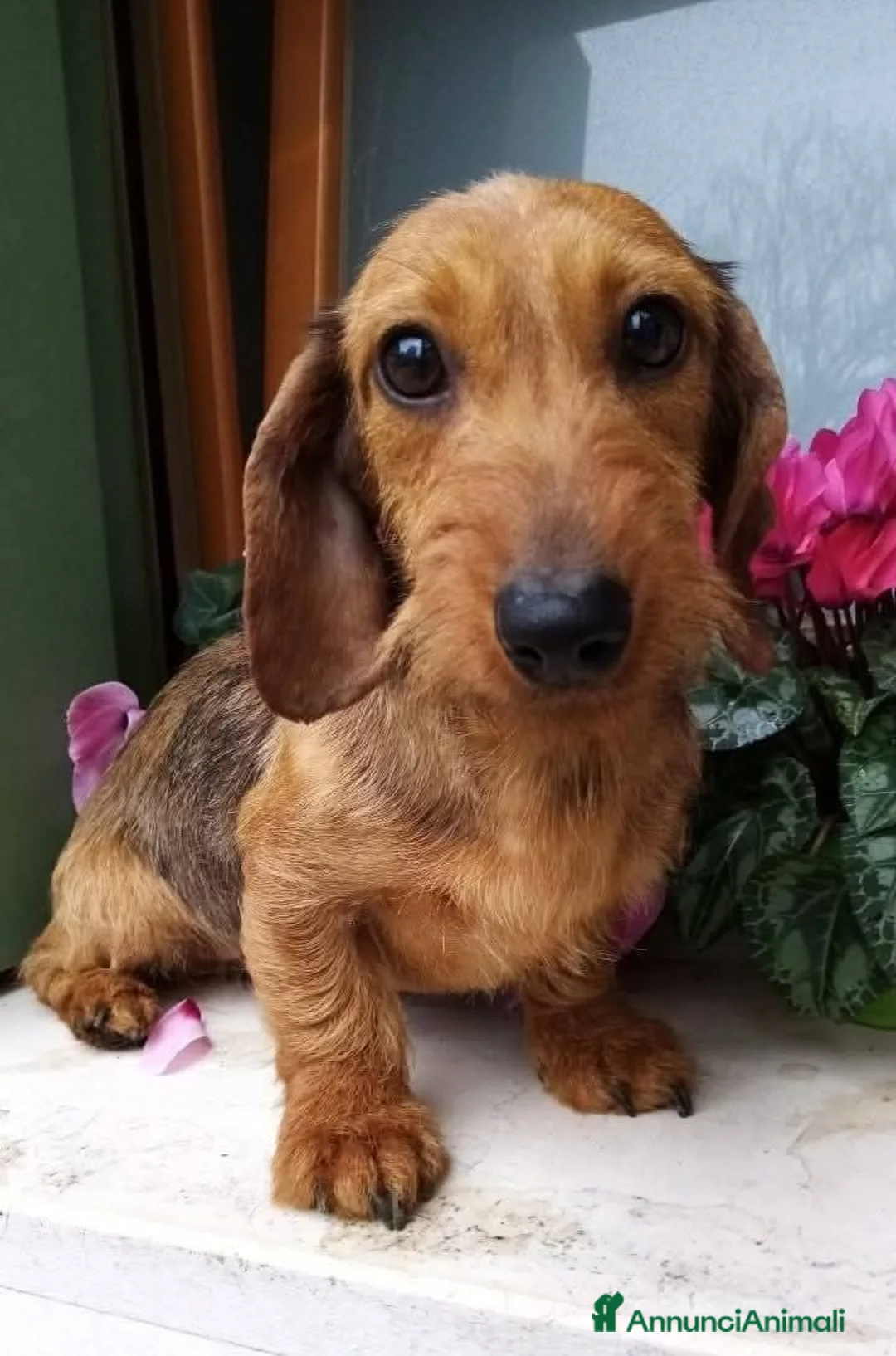 Bassotto cani in vendita: Bassotto pelo duro figlia secca  - Annuncio 8