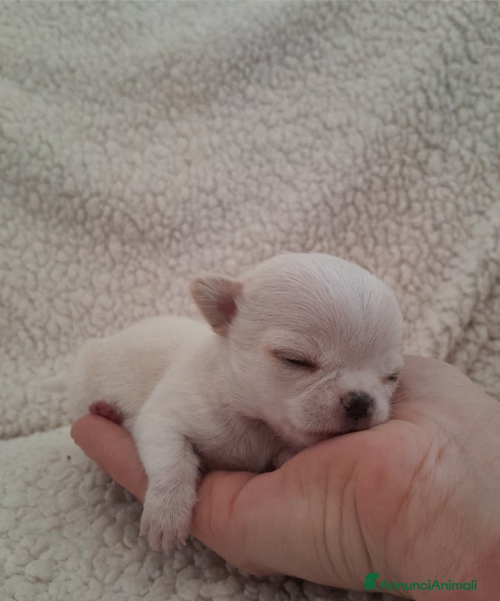 Chihuahua cani Chihuahua - Annuncio 3