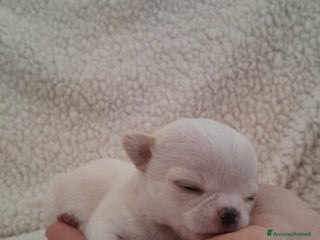 Chihuahua cani Chihuahua - Annuncio 1