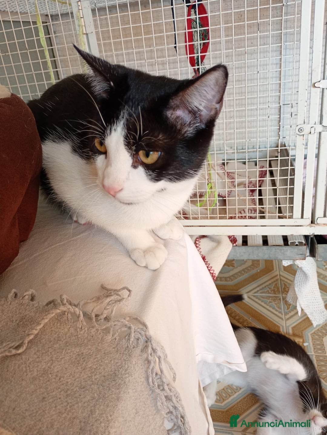 Europeo gatti in regalo: Lapo un micino adorabile  - Annuncio 2