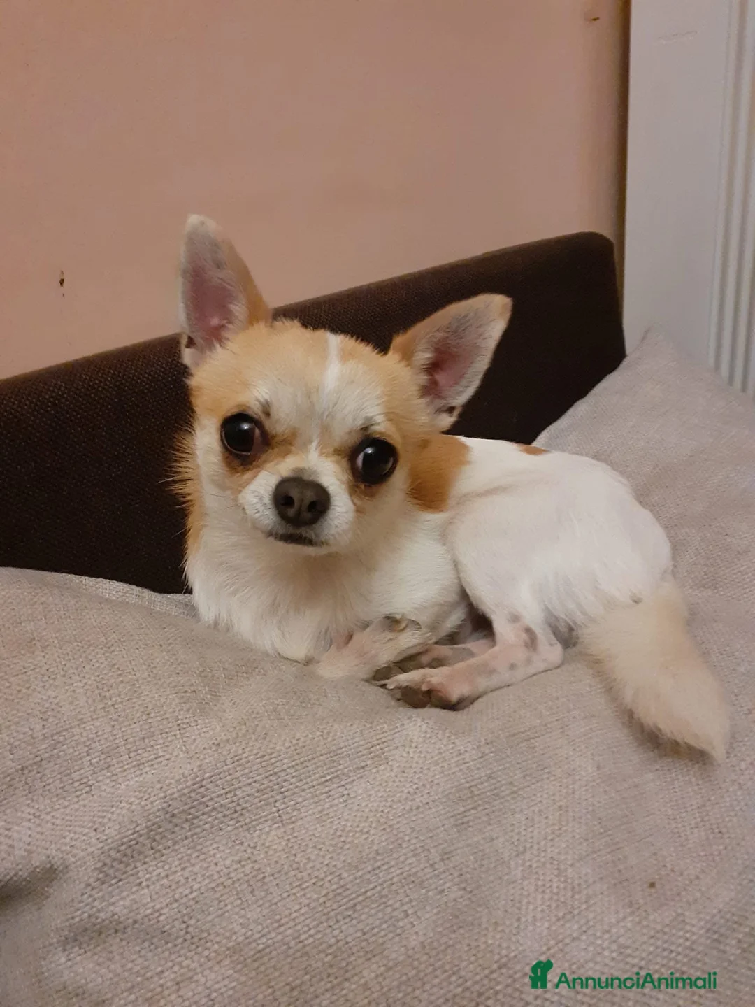 Chihuahua cani in vendita: Mini chihuahua  - Annuncio 2