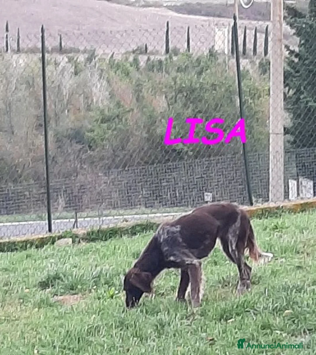 Setter Inglese cani in regalo: LISA giovane timida setterina a Città Metropolitana di Torino - Annuncio 2
