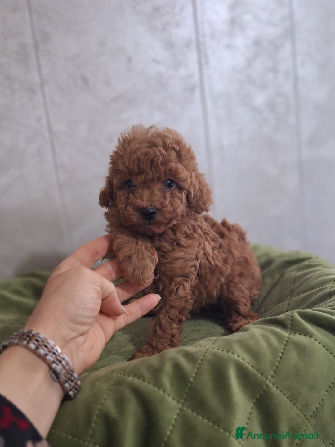 Barboncino cani in vendita: Cucciolata TOY RED con PEDIGREE ENCI + test - Annuncio 9