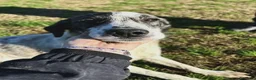 Meticcio cani in regalo: Fatima, cucciolotta strepitosa in adozione  - Annuncio 2