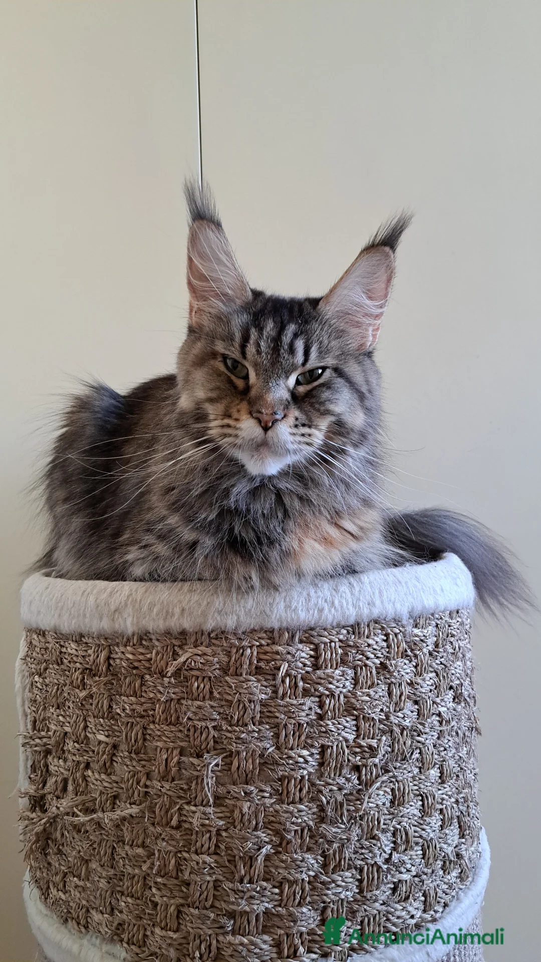 Immagine della galleria {{count}}