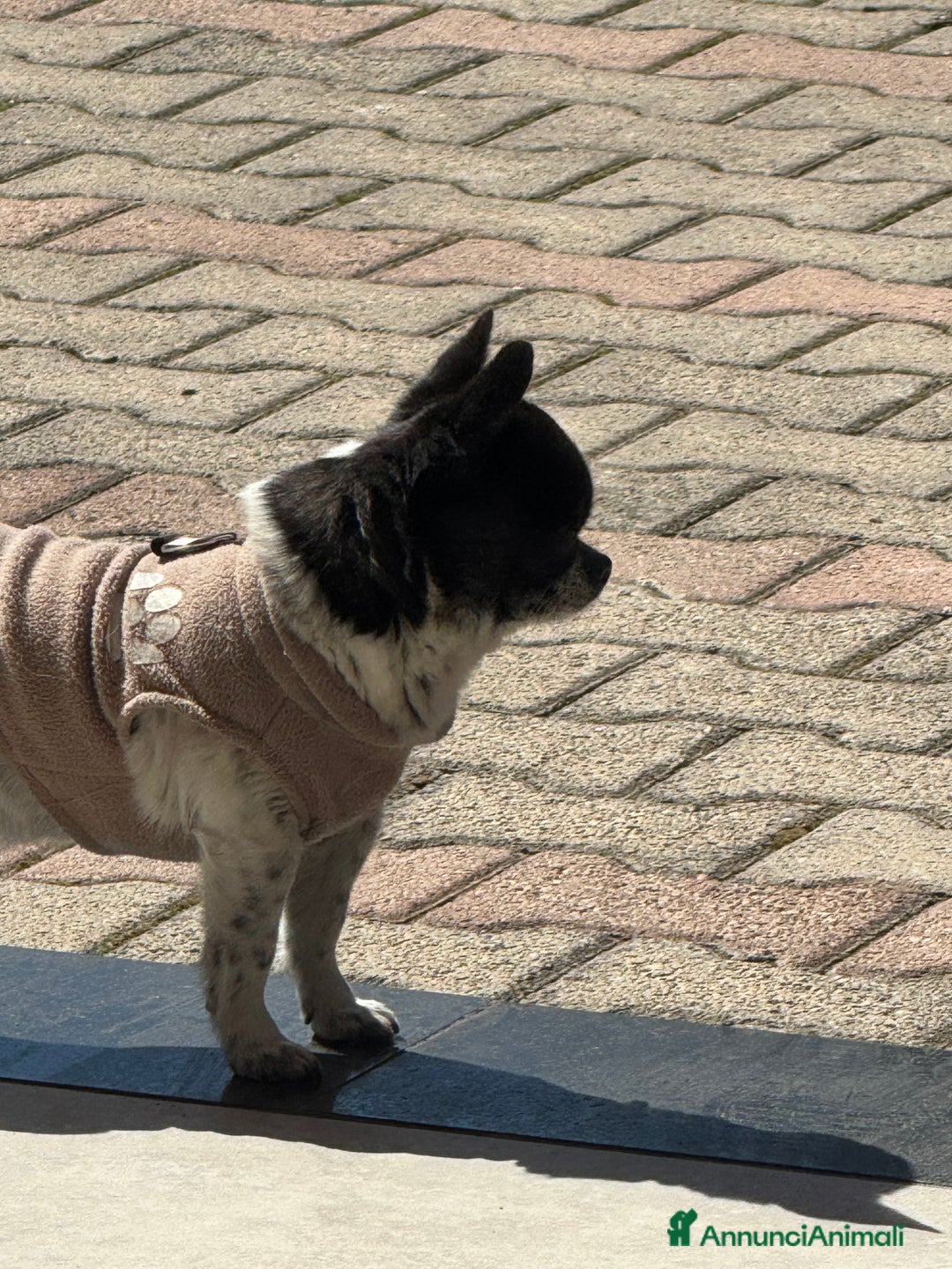 Chihuahua cani in vendita: Chihuahua - Annuncio 11