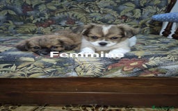 Pechinese cani in vendita: Cercano casa  a Provincia di Massa e Carrara - Immagine 2
