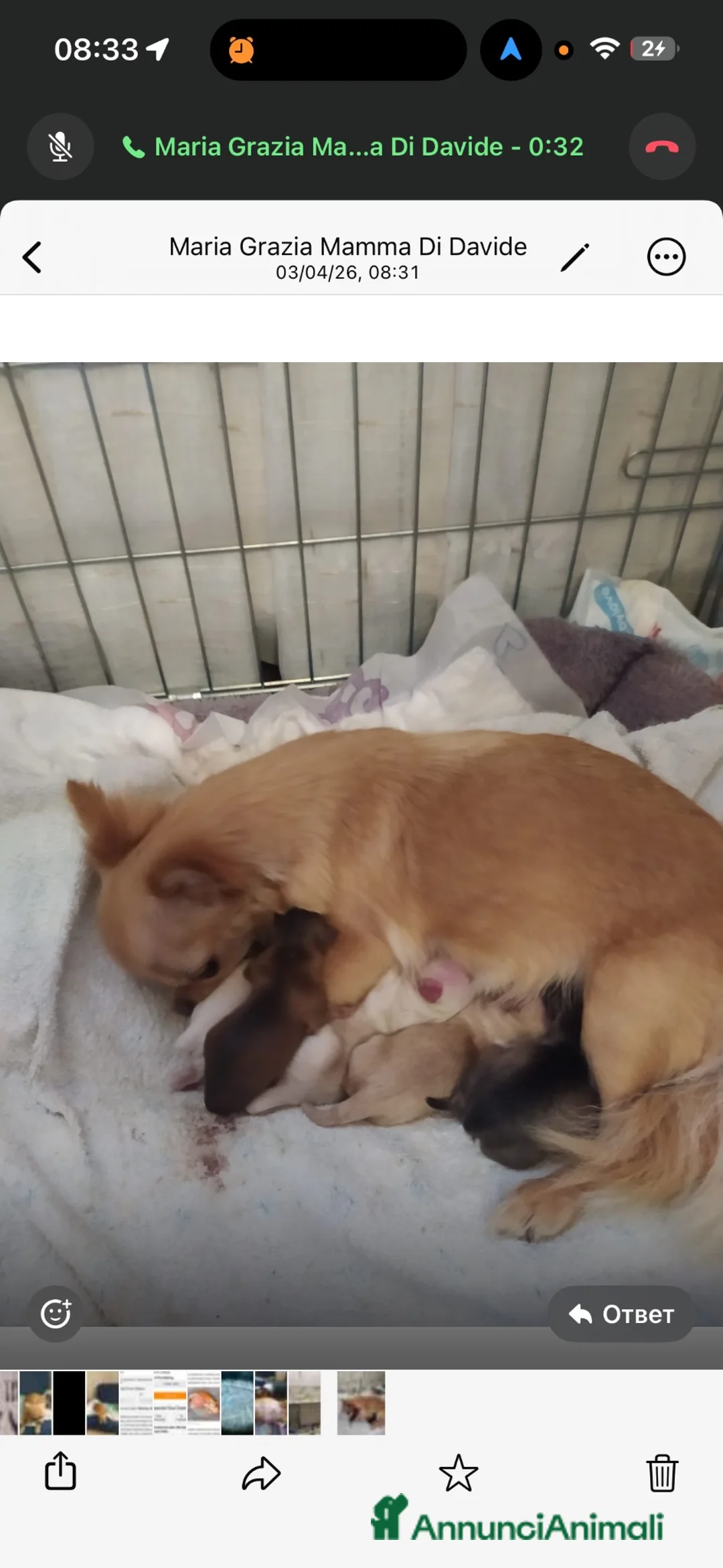 Chihuahua cani in vendita: Bellissimi cuccioli di chihuahua di 3 mesi - Annuncio 6